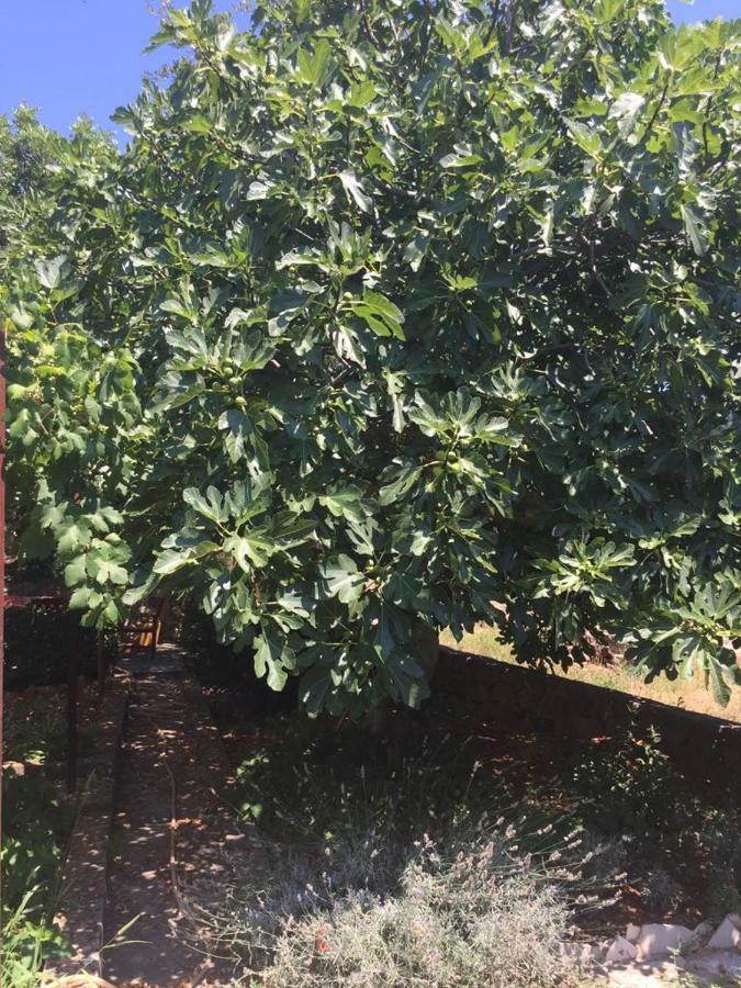 Appartamento Relax Garden Stari Grad  Esterno foto